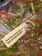 Red Leaf Laceleaf Japanese Maple