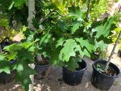 Norther Red Oak