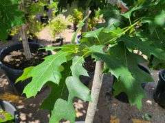Norther Red Oak