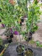 2) Crabapple Trees