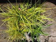 4) Japanese Sedge Eversheen