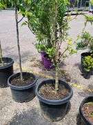 Cleveland Select Flowering Pear Tree, Apple Tree
