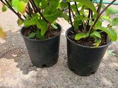 2) Hydrangea