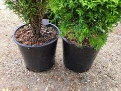 2) Emerald Green Arborvitae