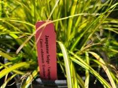 4) Japanese Sedge Eversheen
