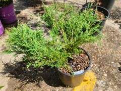 Juniper