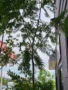 Honey Locust Tree