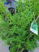 6) Thuja Skybound Arborvitaes