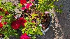 2) Rose Bush