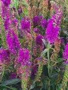5) Purplegum Candles Veronica