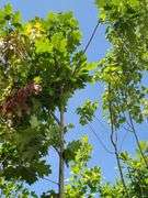 Northern Red Oak