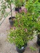 2) Josee Reblooming Lilac