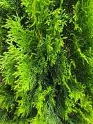 2) Emerald Green Arborvitaes