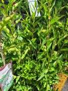 5) Miss Kim Lilac Plants