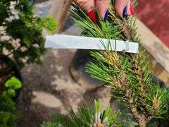 Pine