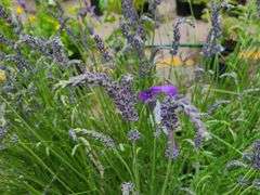 5) Lavender Plants