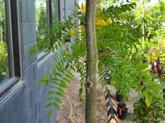 Honey Locust Tree