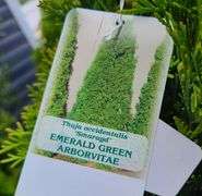 Emerald Green Arborvitae