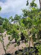 Straight Talk Privet, European White Birch
