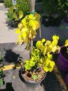 Persian Ironwood