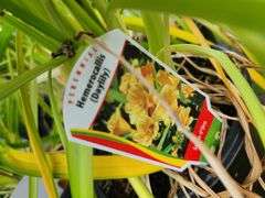 6) Daylily
