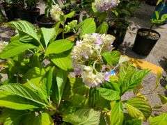 Hydrangea