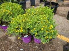 3) Cobalt-N-Gold Hypericum