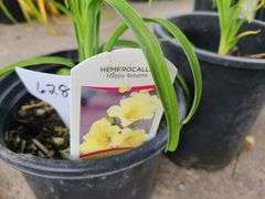 2) Hemerocallis Happy Returns Daylily