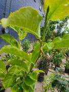 Kobus Magnolia