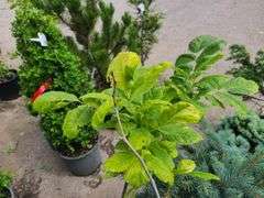 2) Golden American Yellowwood