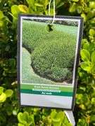 Green Beauty Boxwood