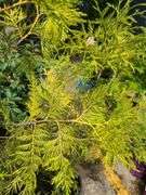 2) Cypress