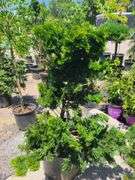 Chamaecyparis Obtusa