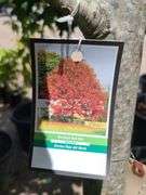 Northern Red Oak