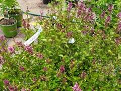 4) Josee Reblooming Lilac