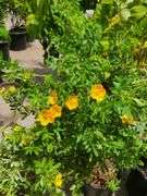 2) Marmalade Potentilla