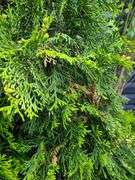2) Emerald Green Arborvitaes