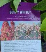 6) Berry White Hydrangeas