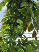 American Hornbeam