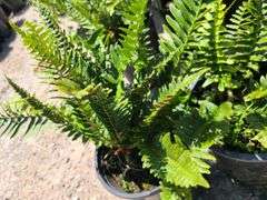 3) Western Sword Fern