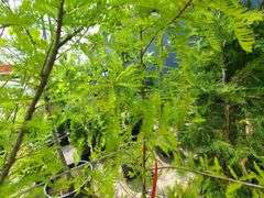 Bald Cypress