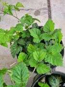 2) Berry Plants
