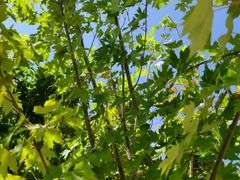 Red Oak