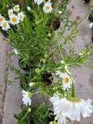 4) Shasta Daisies