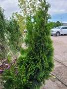 2) Miss Kilm Lilacs, Emerald Green Arborvitae