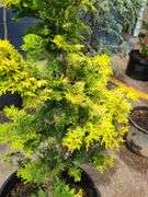 Hinoki Cypress