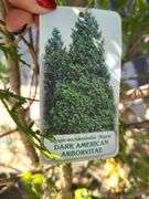 Dark American Arborvitae