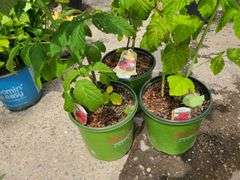1) Red Raspberry and 2) Everbearing Raspberry