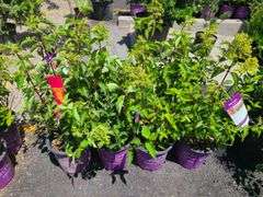 8) Berry White Hydrengeas