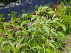 2) Redtwig Dogwood